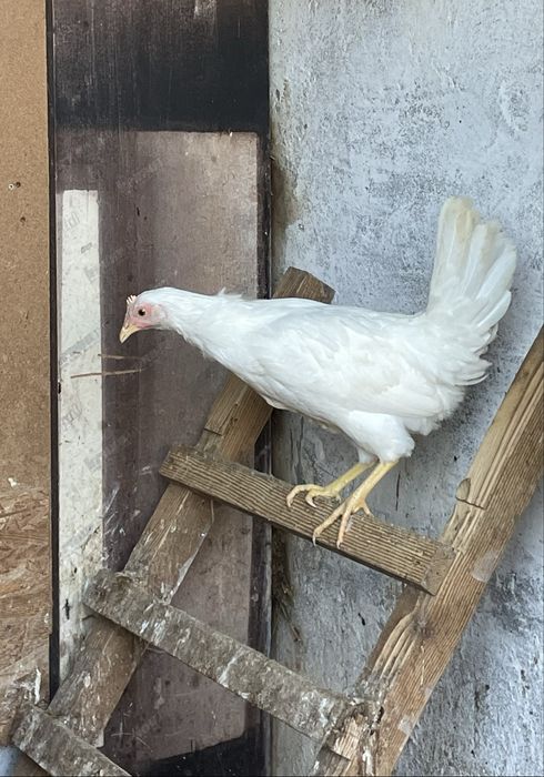 Kury i koguty Leghorn