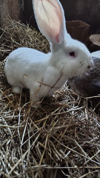 Króliki samce  z czerwca 2025