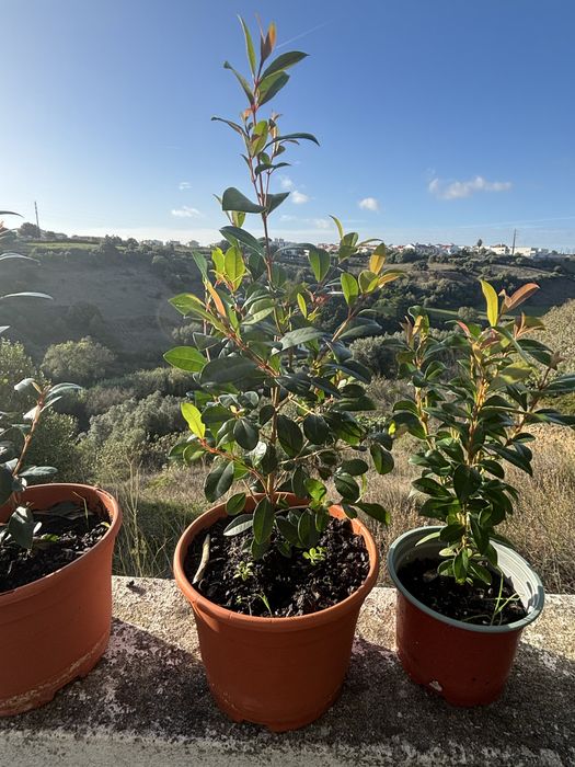 Eugenias (rebentos e sementes) para sebes e arbustos