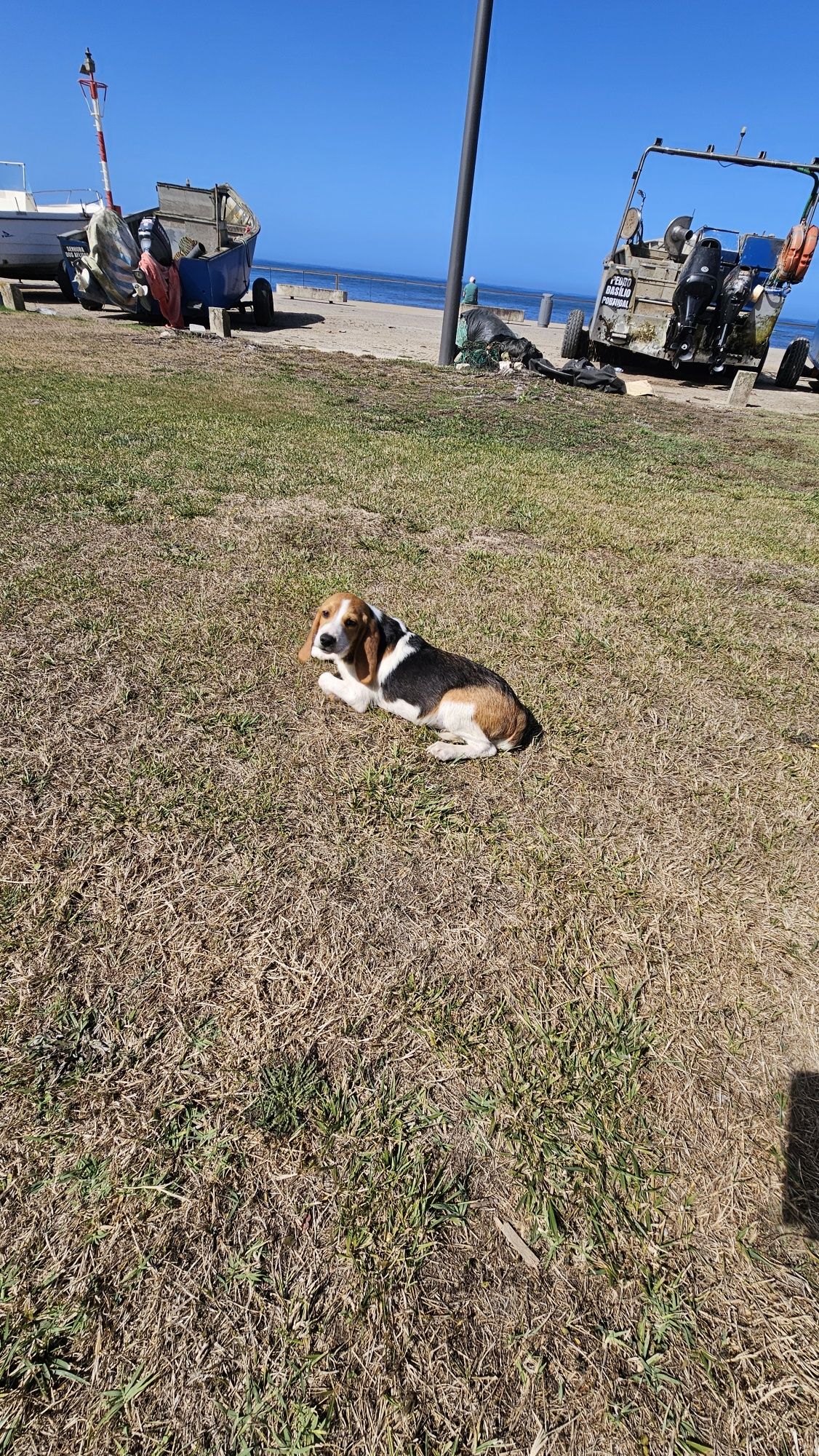 Beagle tricolo macho