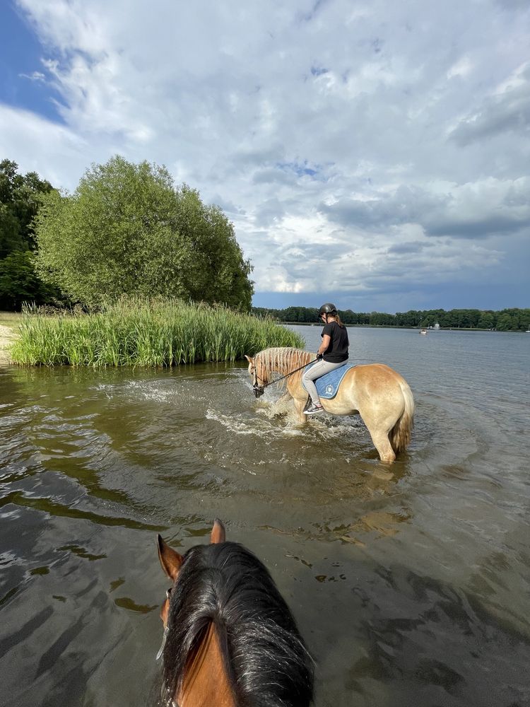 Pilnie Haflinger Dzierżawa