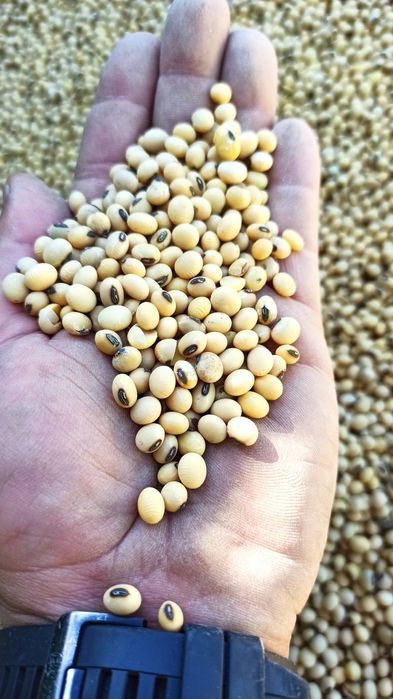 Soja Magnolia zbiór 2025