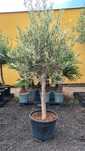 Drzewo oliwne, oliwka ,2 m, olea Europaea promocja 450zl