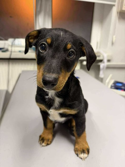 Romek i Atomek - urocze, małe szczeniaki szukają domów!