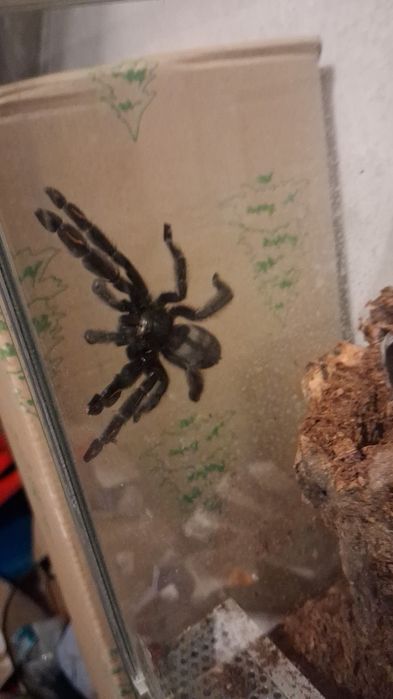 pająki Geniculata, Irminia, Parahybana