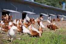 KURY NIOSKI ROSSA messa sendi leghorn i inne ! Zapraszam Dowóz !!