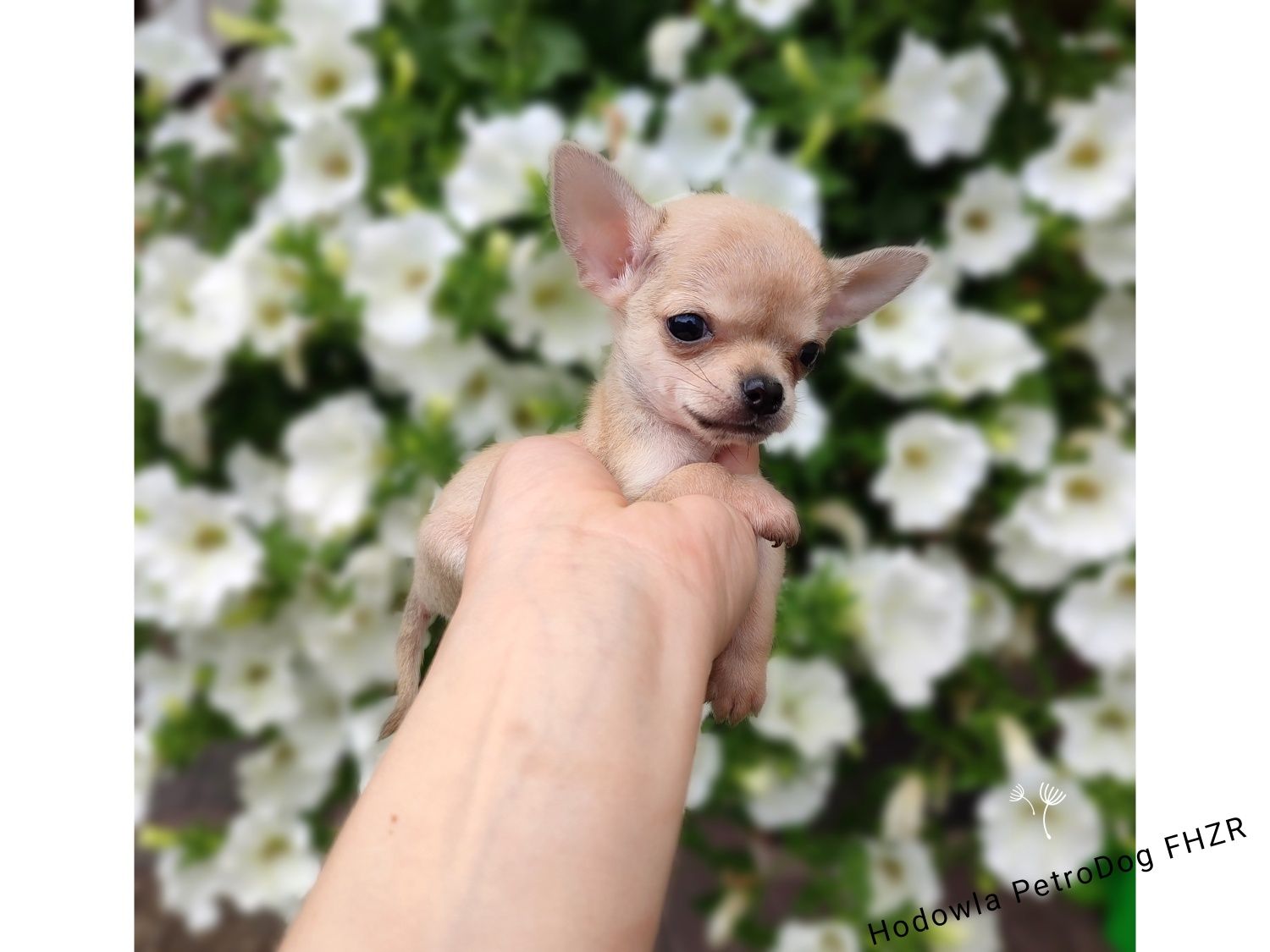 Chihuahua piesek xxs 450g gotowy do odbioru
