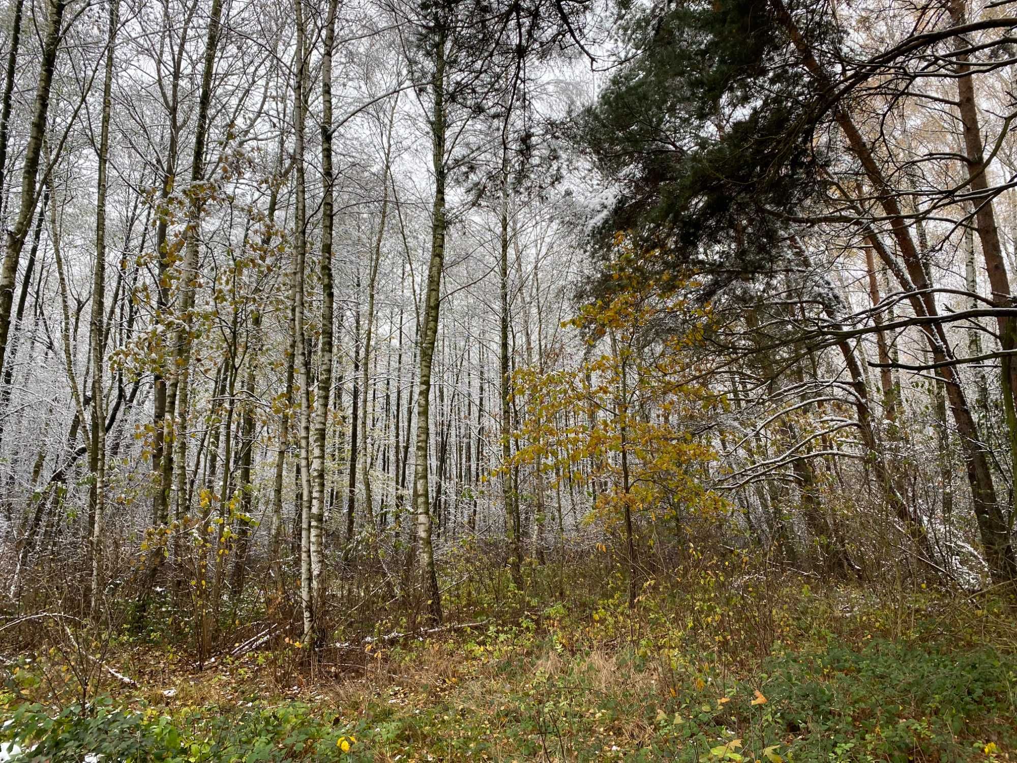 Unikalna działka rolna z możliwością zabudowy – 13500 m2, las, źródło.