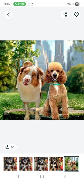 Aussie doodle sliczna dziewczynka