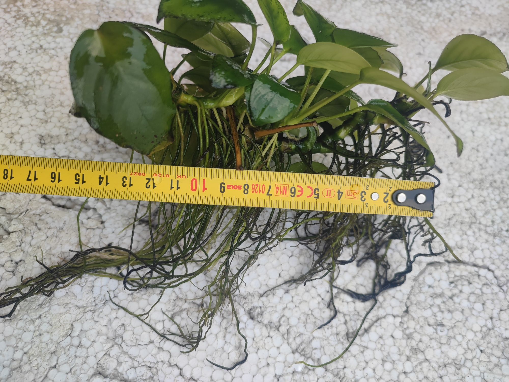 Anubias roślinka akwariowa