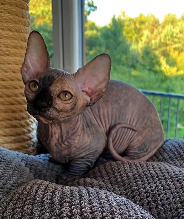 Найменша порода у світі бамбіно.