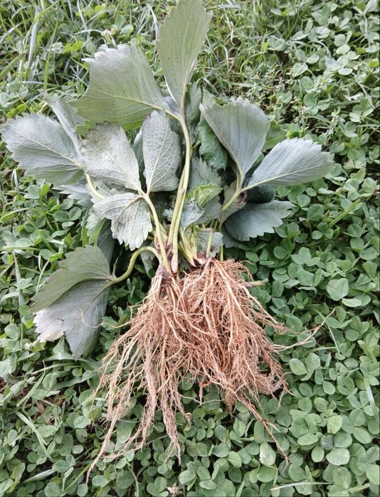 Sprzedam bardzo dobrze ukorzenioną  rozsadę truskawek