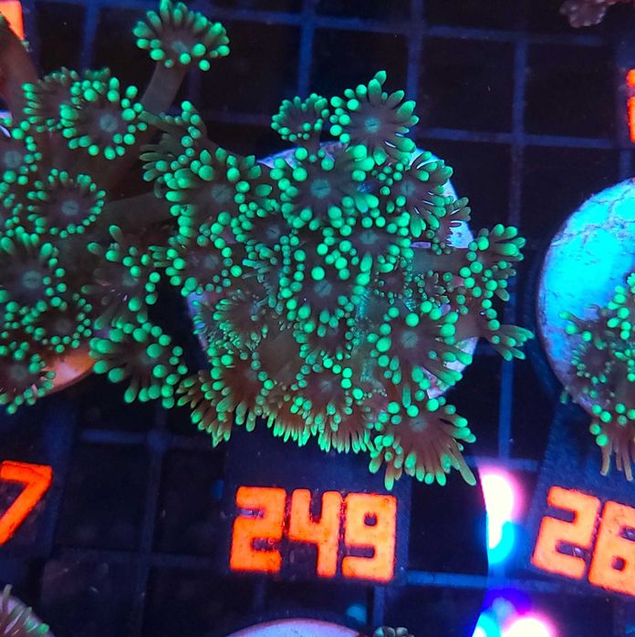 Goniopora lobata green