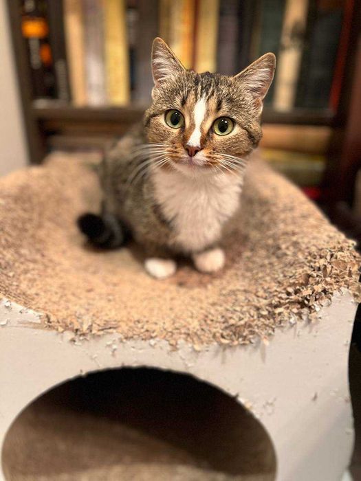 ніжна ,молоденька кицюня ,ще кошеня ,лагідна і акуратна