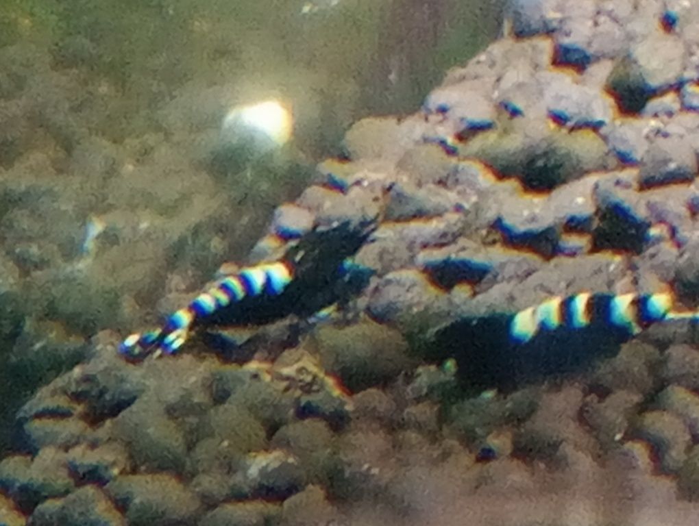 Krewetki Pinto Zebra Black