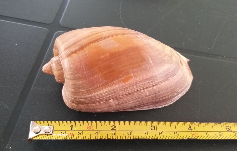 Acessórios para Aquários.