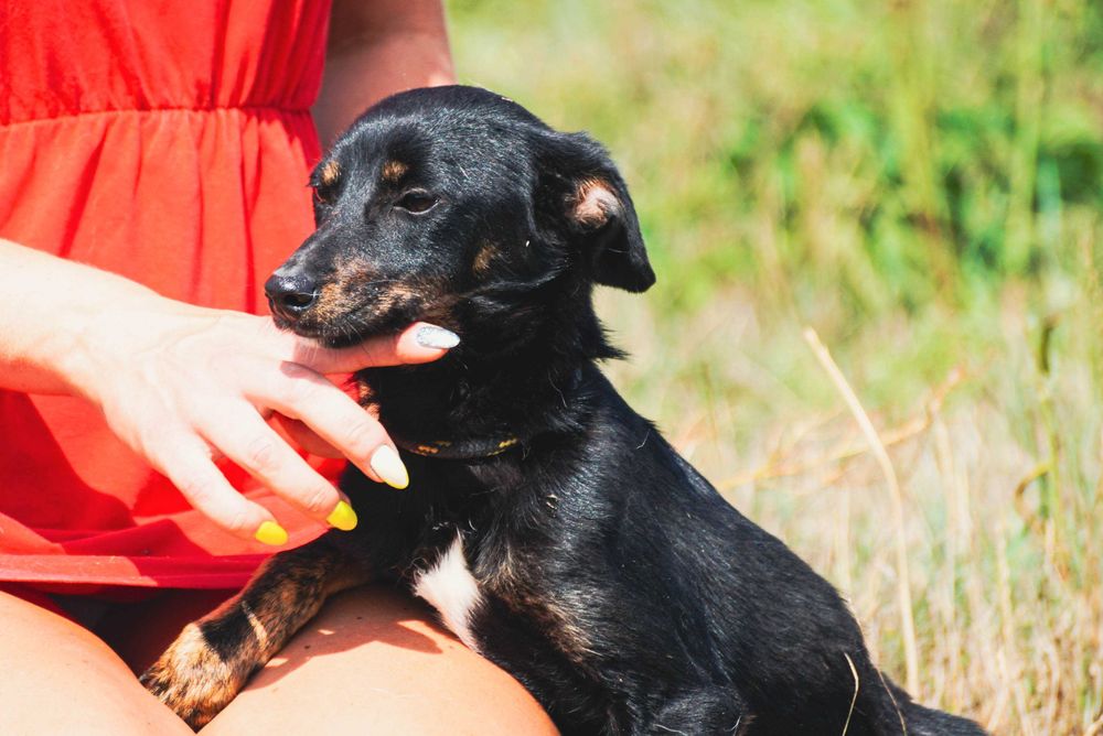 Linar - nieiwelki pies szuka domu