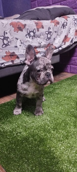 Маленький хлопчик в мерле окрасі