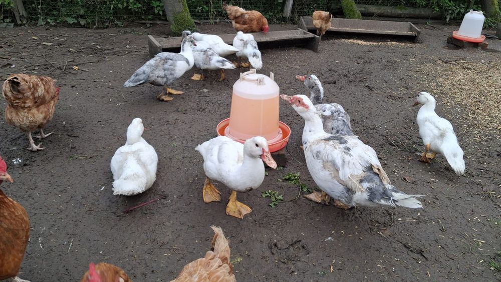 Para kaczek pekinskich kaczka i kaczor