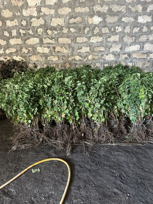 Продам саджанці плодових дерев ОПТ