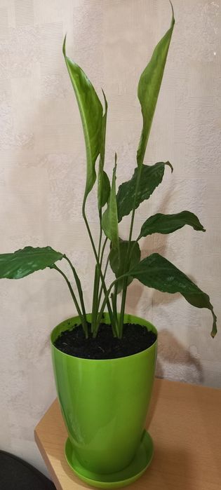 Квітка спатіфіліум