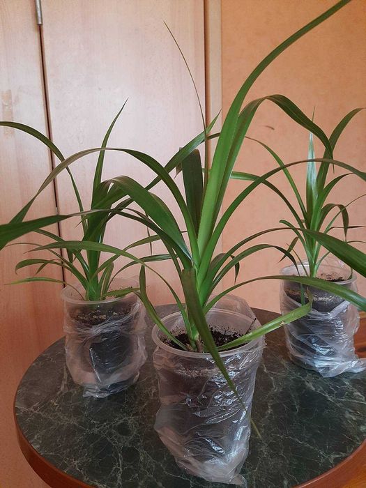 комнатный цветок Панданус  ( винтовое дерево, пальма)