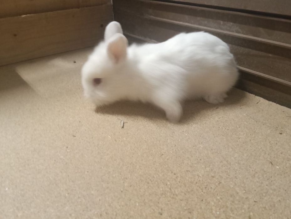 Coelhos anões Lion head