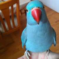 Фіолетові, голубі, жовті та зелені папуги крамера