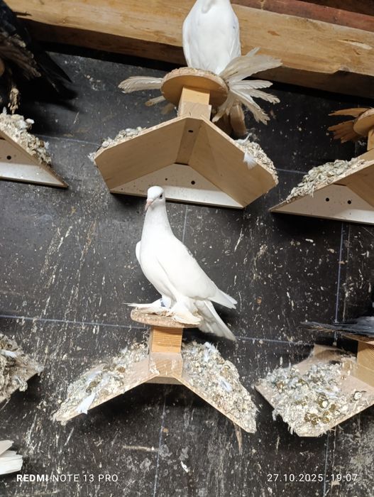 Srebniaki sercowe jasne kosmate