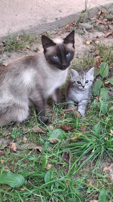 Порода шиншила дівчинка