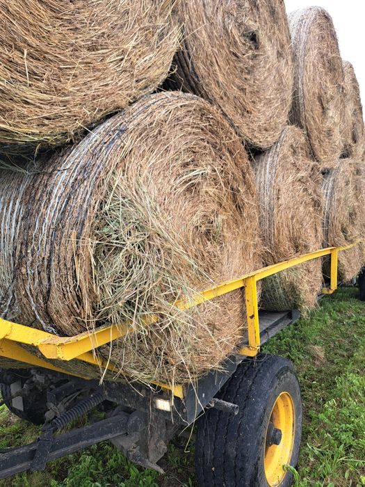 Siano dla koni w balotach / siano dla bydła wysokiej jakości