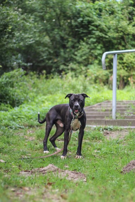 Ali 2 letni pitbull amstaff szuka domu