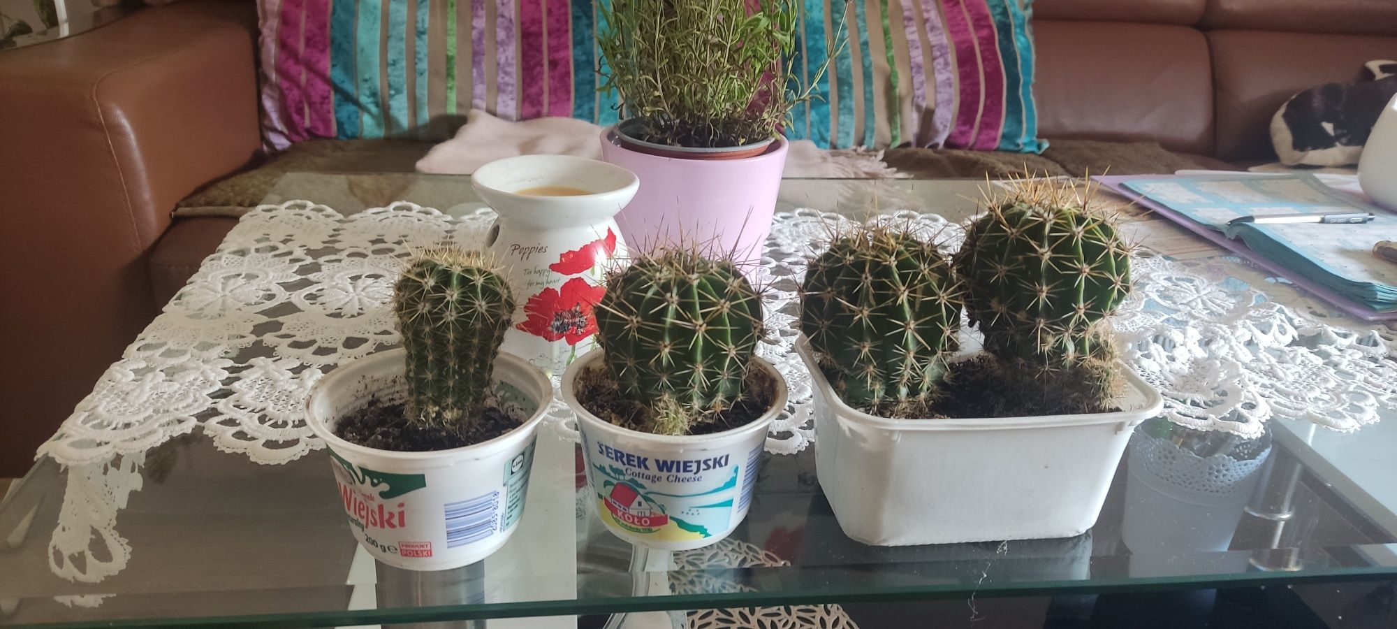 Kaktus od 6 do 9 cm
