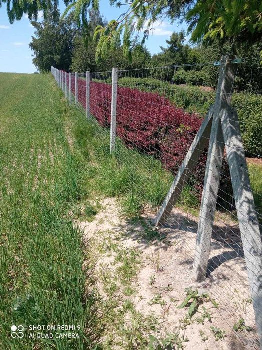 Słupek betonowy 20zł / h-2m Producent Siatka leśna Ogrodzenie leśne