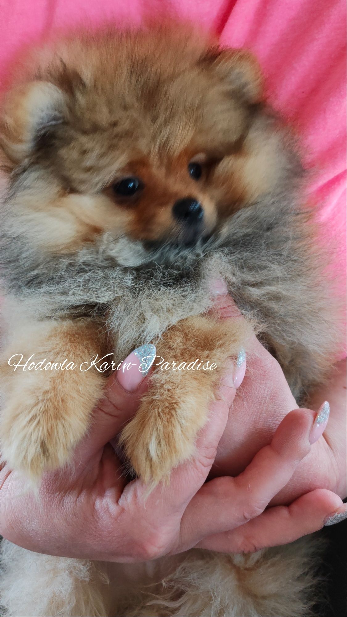 Szpic miniaturowy pomeranian piesek orange