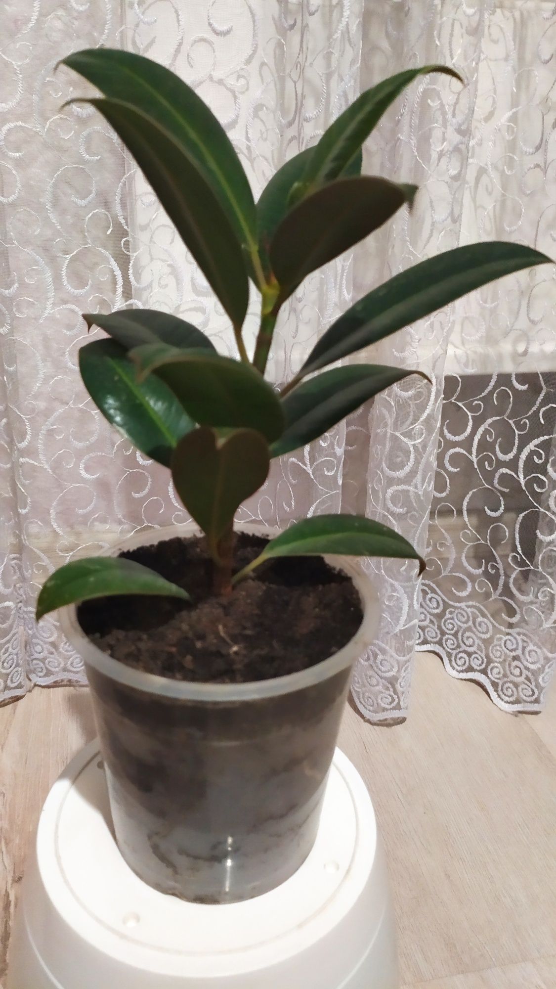Продаю домашні вазони.