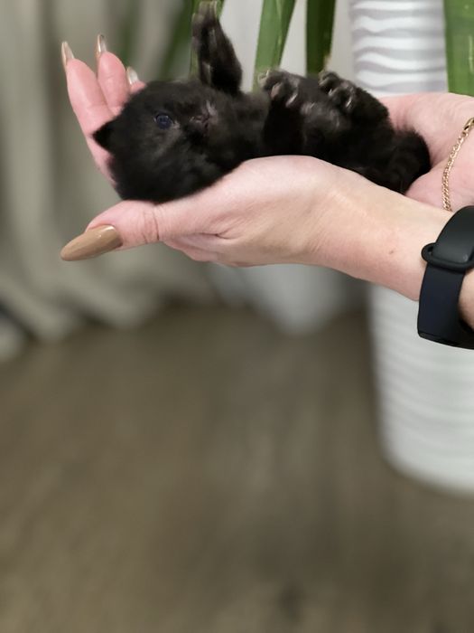 Мейн Кун кошенята