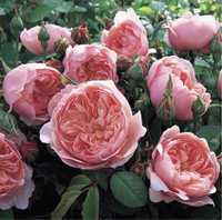 Троянди сажанці піоновидні, англійські, чайго-гібридні