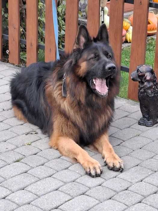 Owczarek niemiecki długowłosy sunia