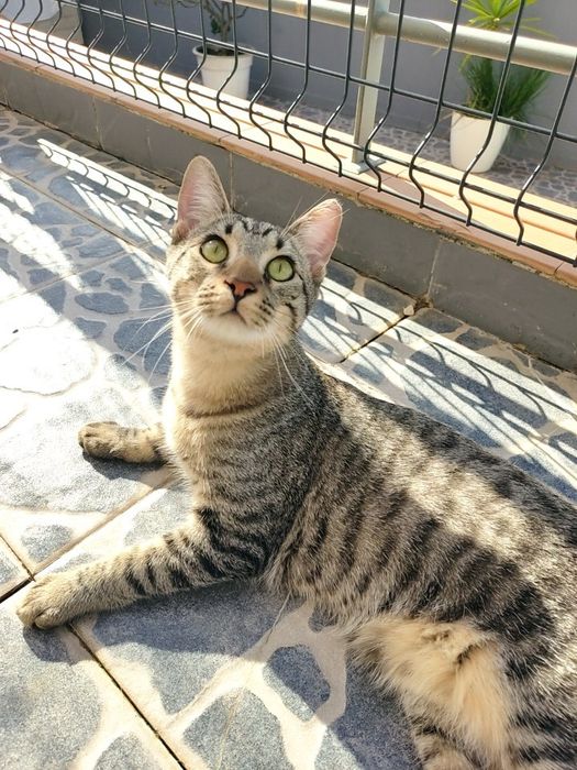 Gatinhos Bebés machos