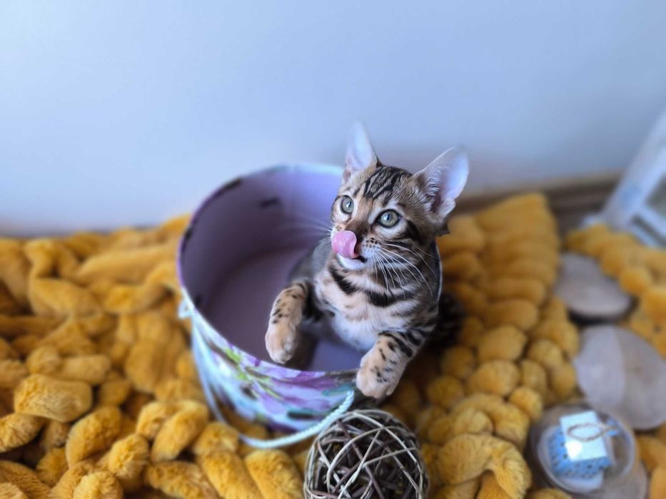 Kotka/Bengalski/Rodowód/FPL/FiFe/Gotowa do odbioru