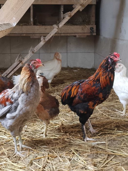 Młode koguty , araukany i marans