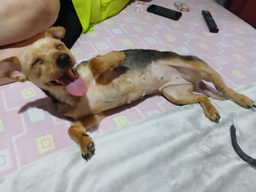Yorkshires para adopção