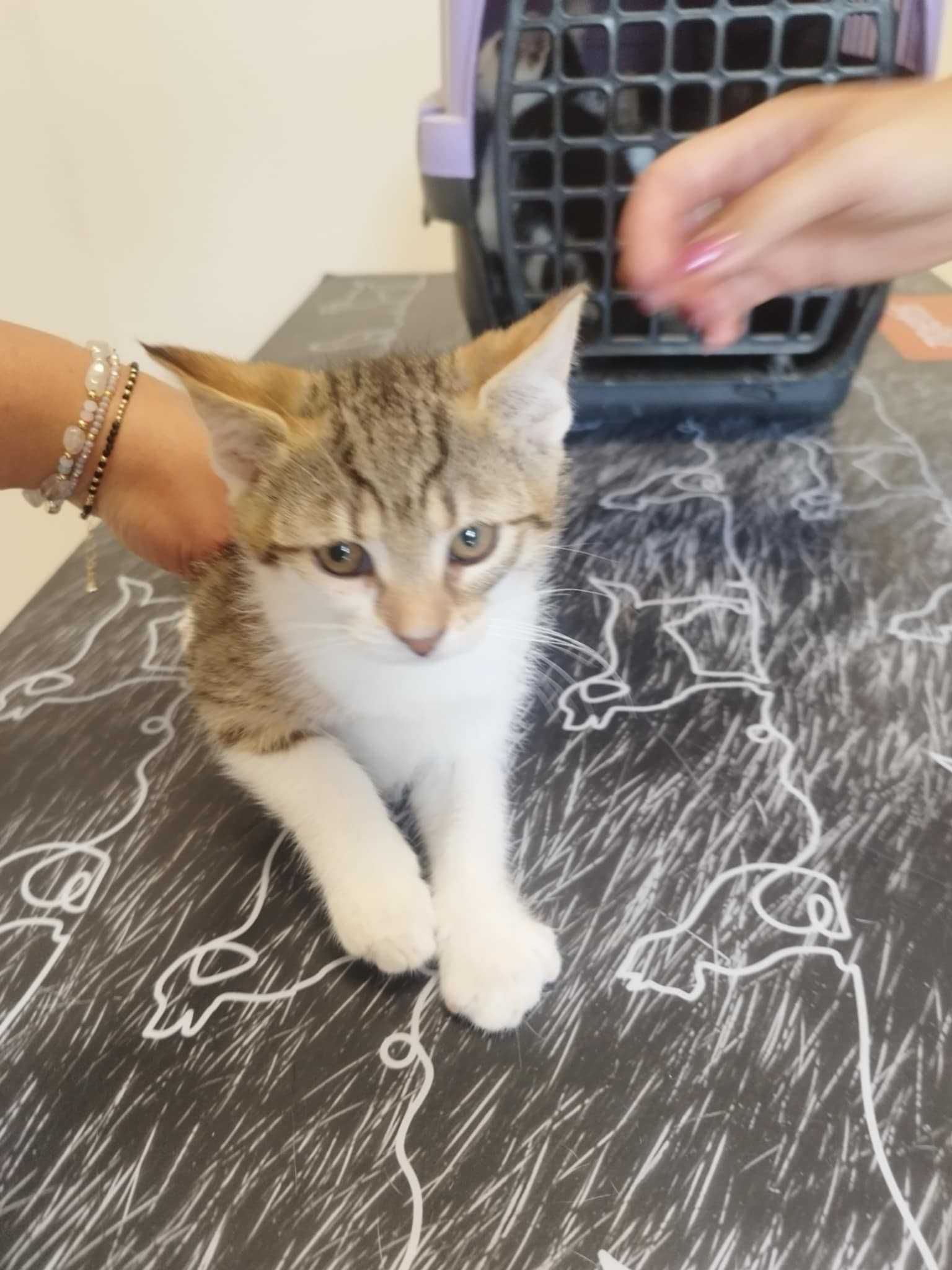 Lila śliczna kotka do adopcji
