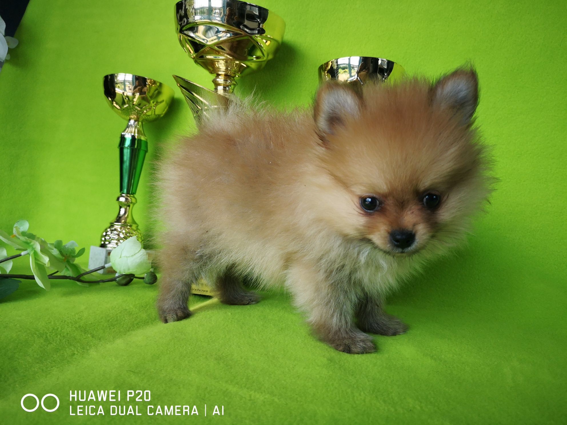 Szpic miniaturowy pomeranian z rodowodem