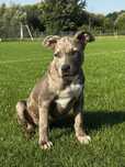 American bully xl