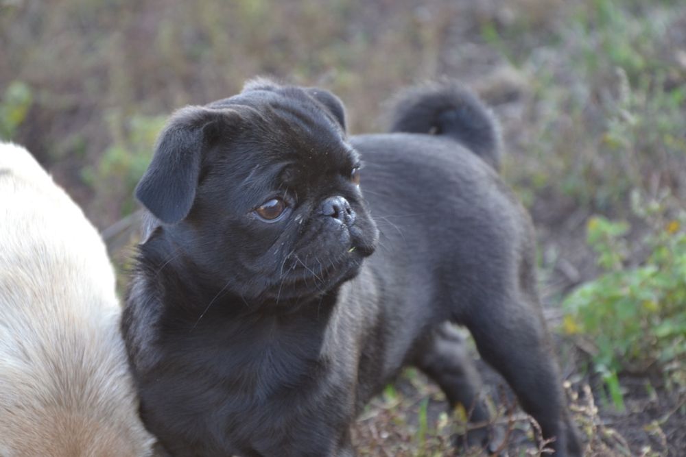 Продам цуценя мопса