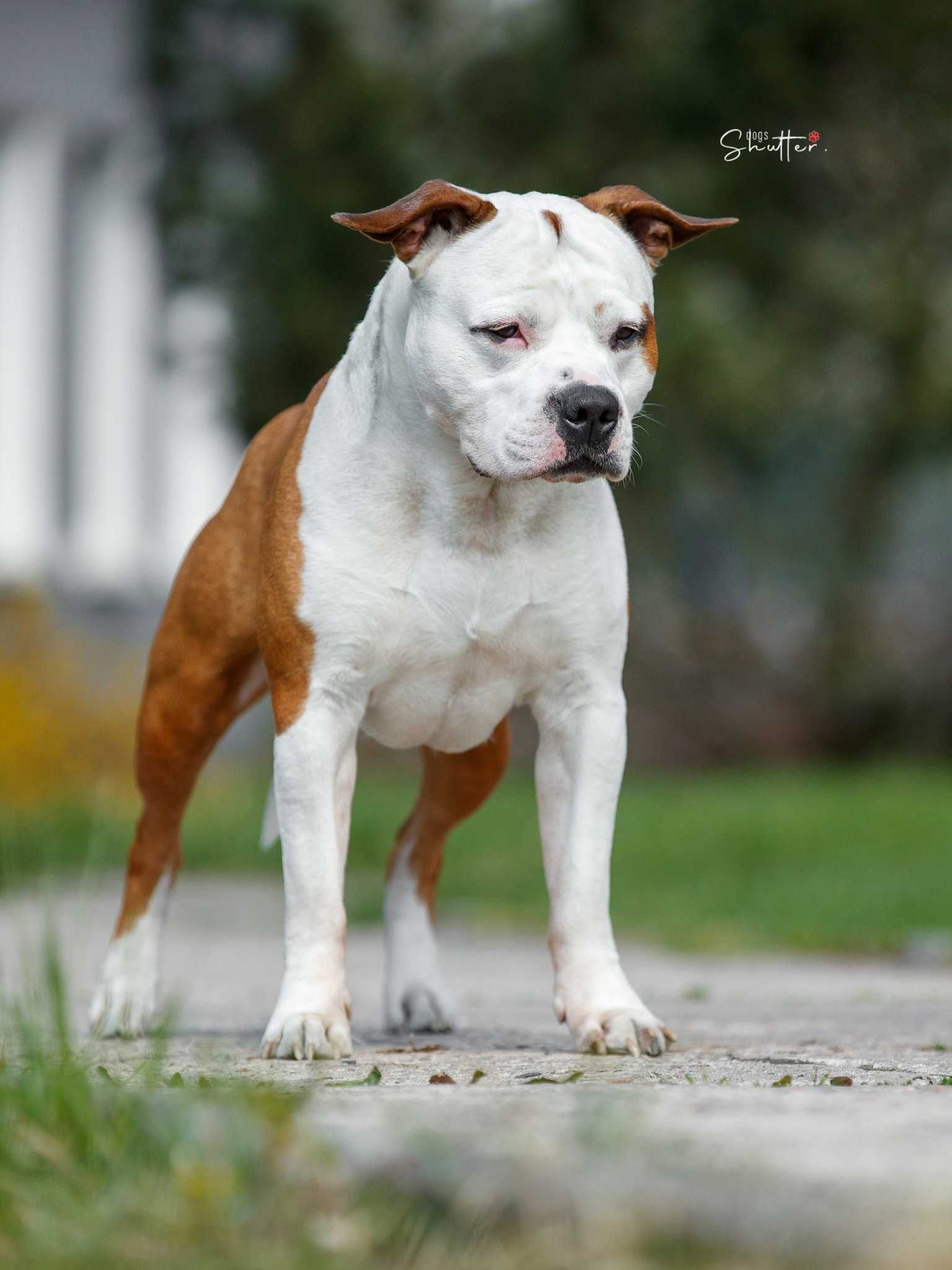 American Stafordshire Terrier