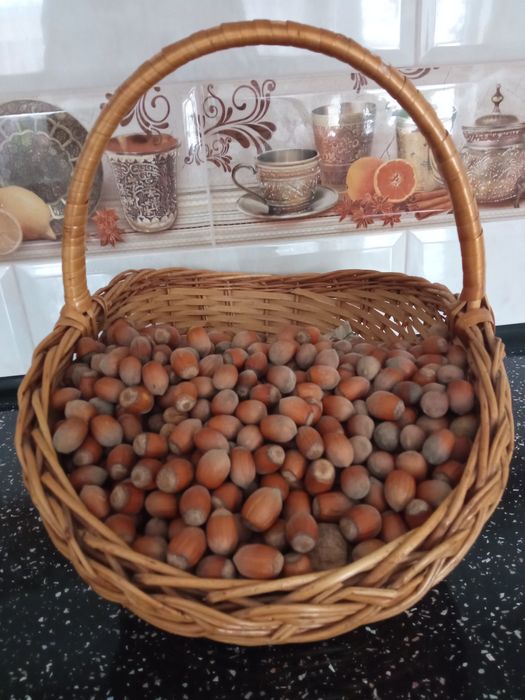 Продам горіх фундук.Урожай минулого року