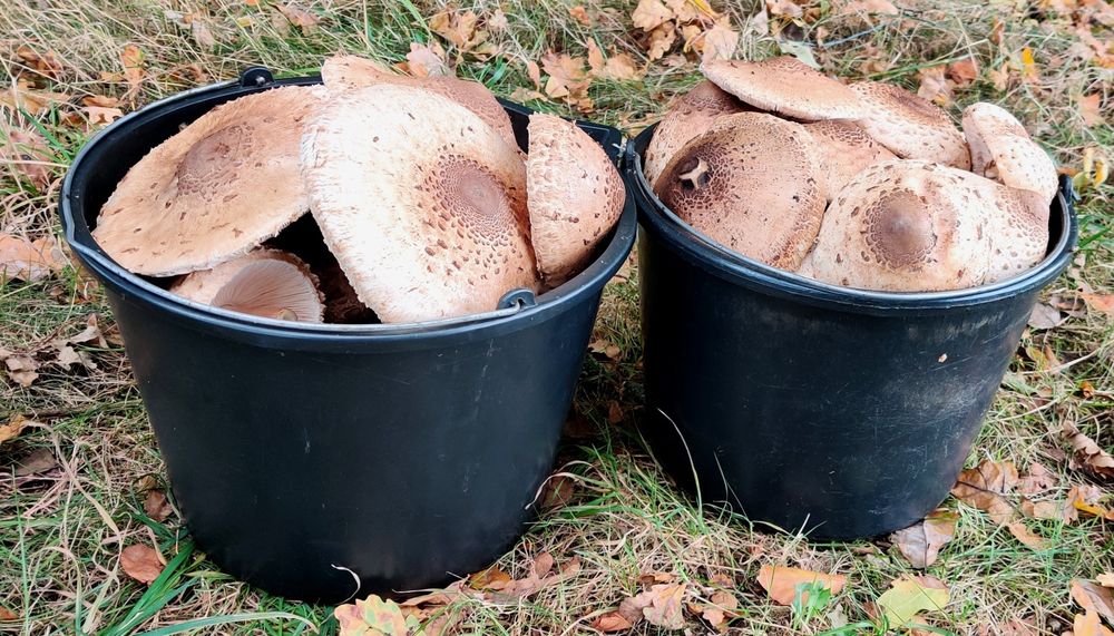 Czubajka kania kanie sowy sowa grzyby świeże